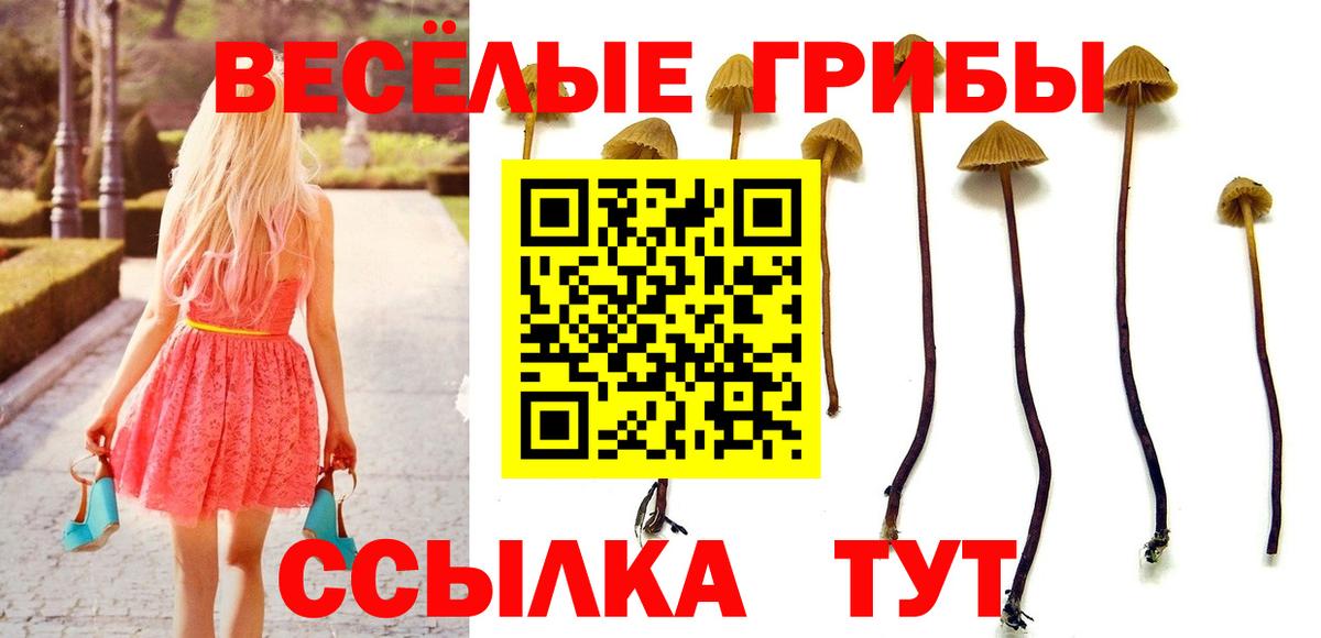 Псилоцибиновые грибы мицелий Мурино
